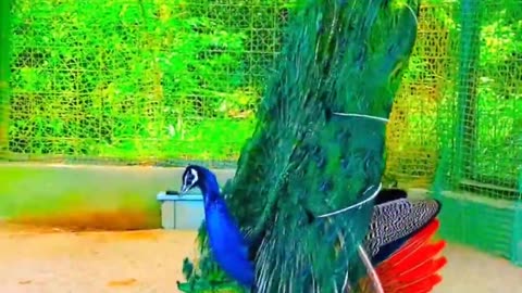 The beauty of peacocks