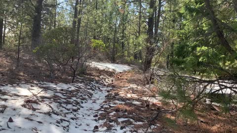 Hiking Through Mighty Deschutes National Forest – Whychus Creek – Central Oregon