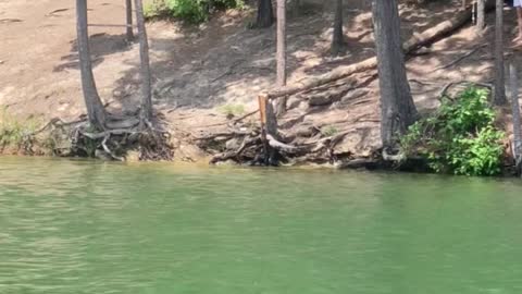 Woman Faceplants During Rope Swing Fail