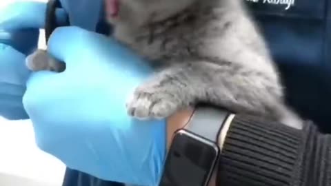 Watch These Disgruntled Cats Get the Most Unusual Beauty Treatment!#funny #ukraine #cat #video #best