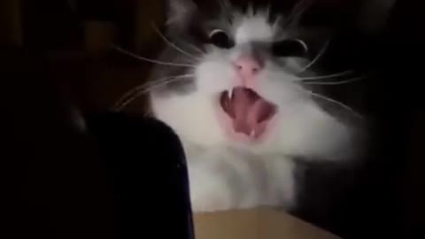 very funny cat