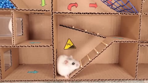 Hamster pet but trap in maze