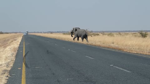 Botswana elephants