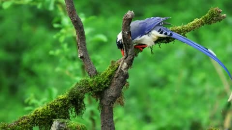 A BEAUTIFUL BIRD IS BATHING