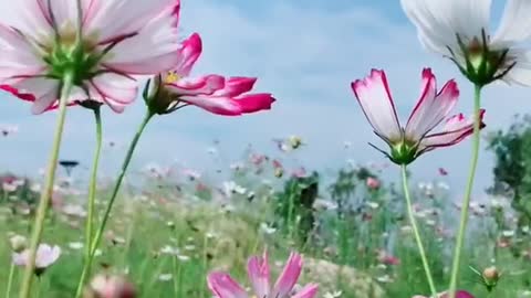 Die Blumen sind wie Schmetterlinge und die Schatten sind wie Fliegen