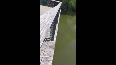 These adorable ducklings doing bombs into a pond with their mom