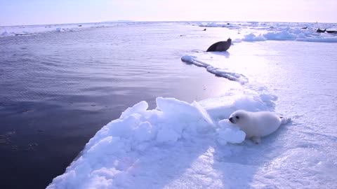 Cute! Baby Harp seal