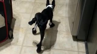Dog's priceless reaction after attempting first walk in new boots