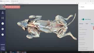 Canine body arterial vasculature - 3D Veterinary Anatomy & Learning IVALA®