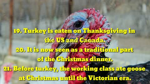 some interesting facts about turkeys