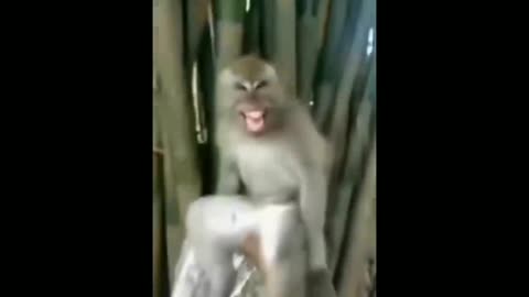 funny animals 6