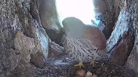 Brave Mama Protects Her Eggs