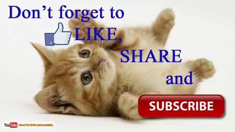 Short funny Animals Vines 😺😺😺😺 Funny Animals Compilation - Whateverfun!