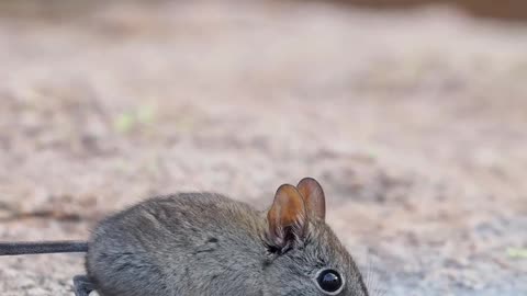 What kind of mouse is this? 🤔😍😊