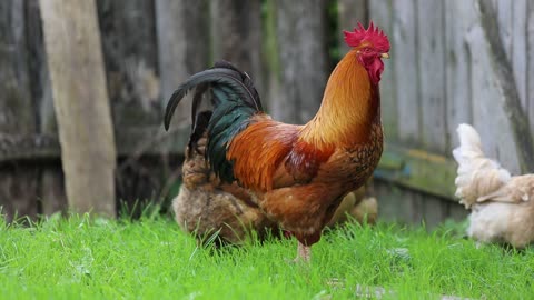 Cock Chicken