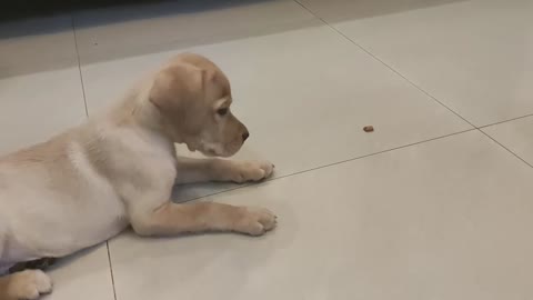 Labrador puppy training.