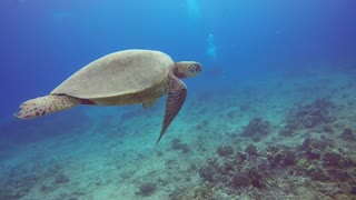 Molokai Turtle