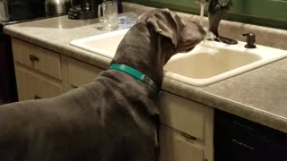 Great Dane drinking from kitchen sink!