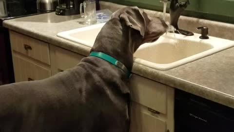 Great Dane drinking from kitchen sink!