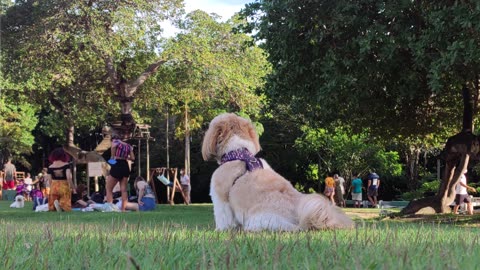 Dog spies fun at the park