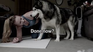 My Husky Completely Destroys My Workout!