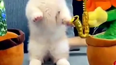 Funny animal video with cute expression 🐶😂😂😂😽😽#shorts #rumble