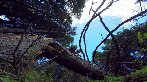 GoPro Snow: Jesper Tjäder's Forest