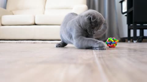 Cute scottish fold kitten playing with a red dot in the house. Slow motion video