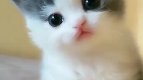 A very cute and innocent cat