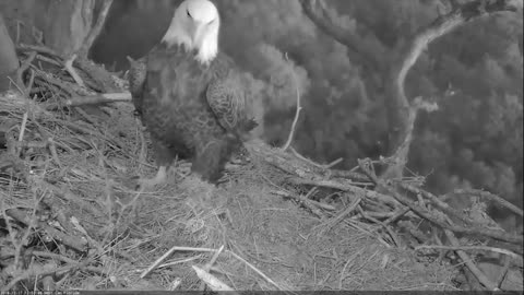 Bald Eagles Romeo & Juliet Welcome Peace to the Nest- Watch the Eaglet Hatch!