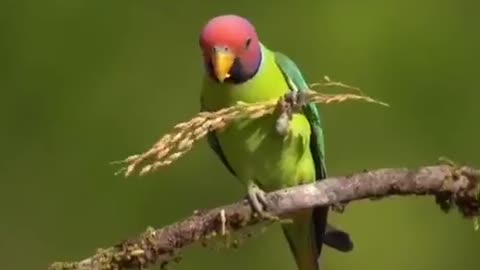 What is the name of this colorful bird? Leisurely eating ears of rice