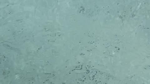 Jellyfish swimming