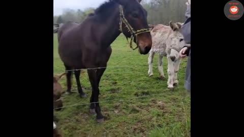 Donkey Laughs at Dog Getting Shocked By Electric Fence