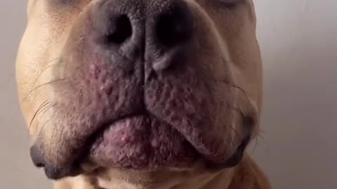 The Moments that prove DOG is CUTEST and CLOSEST friend of Human - You M...