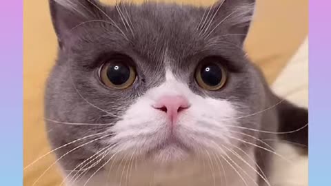 Cute and Funny Cat Videos Compilation 2021