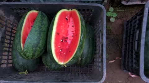 Growing watermelon hanging hammock for beginners, Fruit is big and sweet