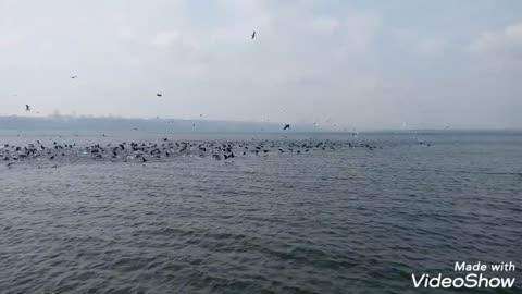 Bird migration هجرة الطيور