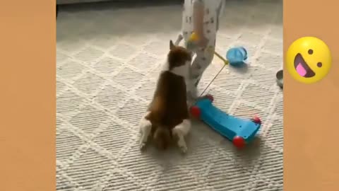Dogs and Babies Are Best Friends -cute Baby And Puppies Love- Baby And Dogy Fight
