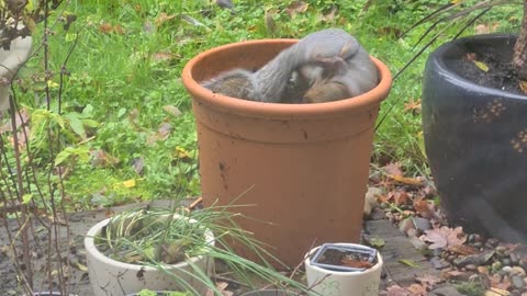 Flower Pots Are For Playtime, Not Flowers