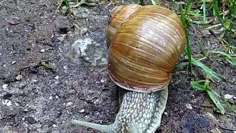 Schnecke