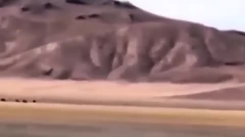 desert lynx attacking a donkey 😱😱😱