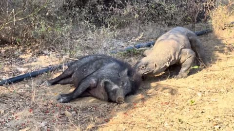 Dragon Komodo attacks wild Boar while sleeping