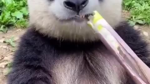 Panda eating bamboo shoots.