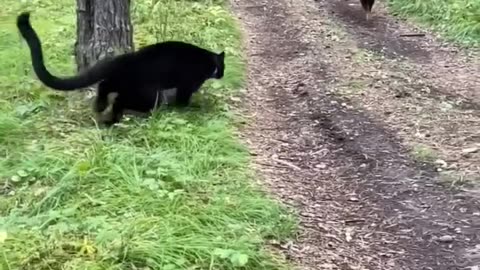 😨 black panther 🐯🐯 vs rottweiler 🐕🐕#short video #trending #viral video