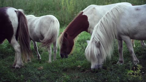Wonderful horses eat grass