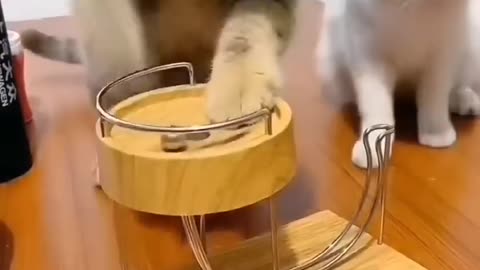 Funny Cute cat Videos