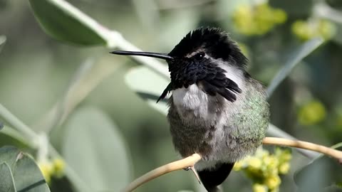 Costa's Hummingbird in the Garden