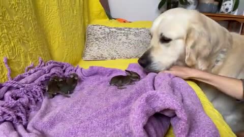 Golden Retriever and Baby Bunnies 7 days old [Friendliest Dog]