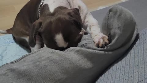 Puppy playing tug with a cushion