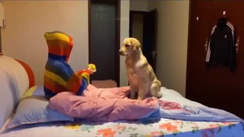 funny video dog and boy bill citing